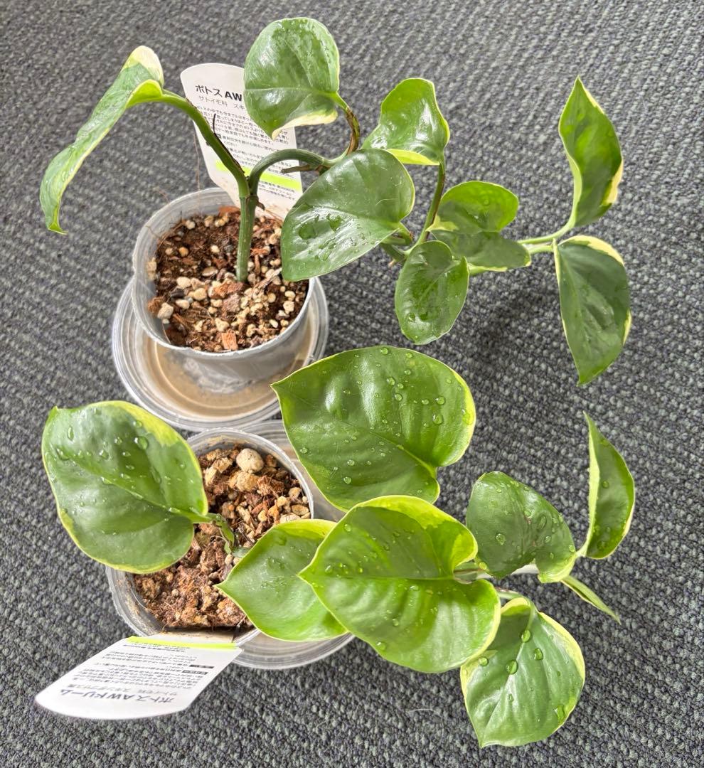 観葉植物　ポトス　苗　ハンギング 吊り　インテリア　新品種