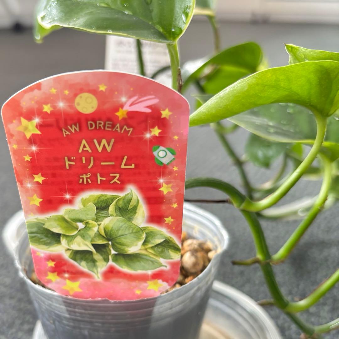 観葉植物　ポトス　苗　ハンギング 吊り　インテリア　新品種