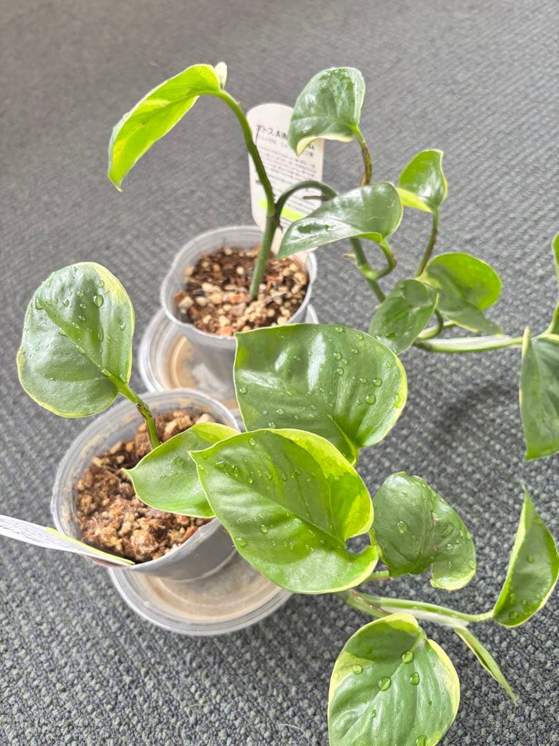 観葉植物　ポトス　苗　ハンギング 吊り　インテリア　新品種