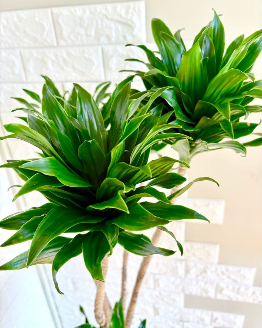 ドラセナコンパクタ⭐️リビングサイズ⭐️観葉植物