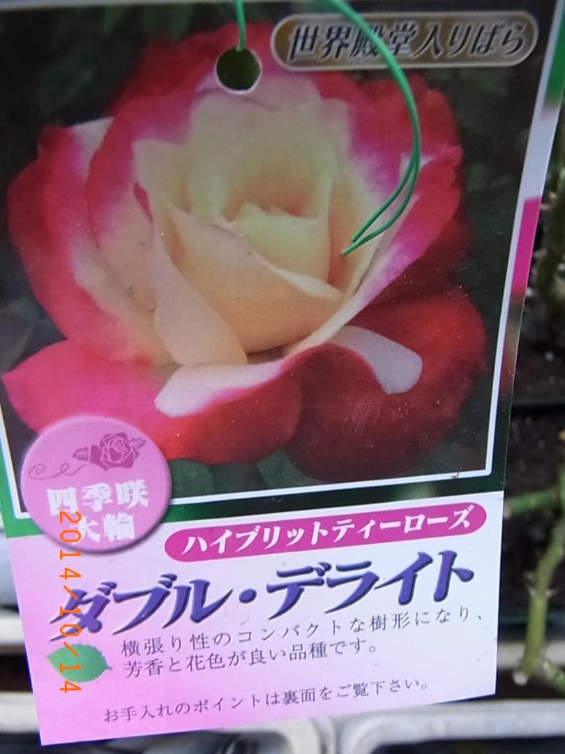 peach　宮川早生温州みかん 桜島小みかん 赤レモン ダブルデライト