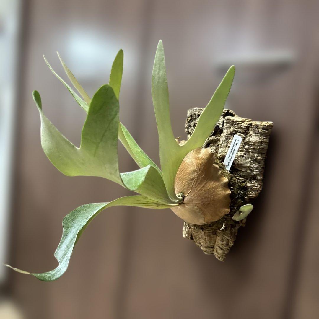 ビカクシダ　デラロッチャ（vandaka）　P. FSQ（vp#2) 子株付き