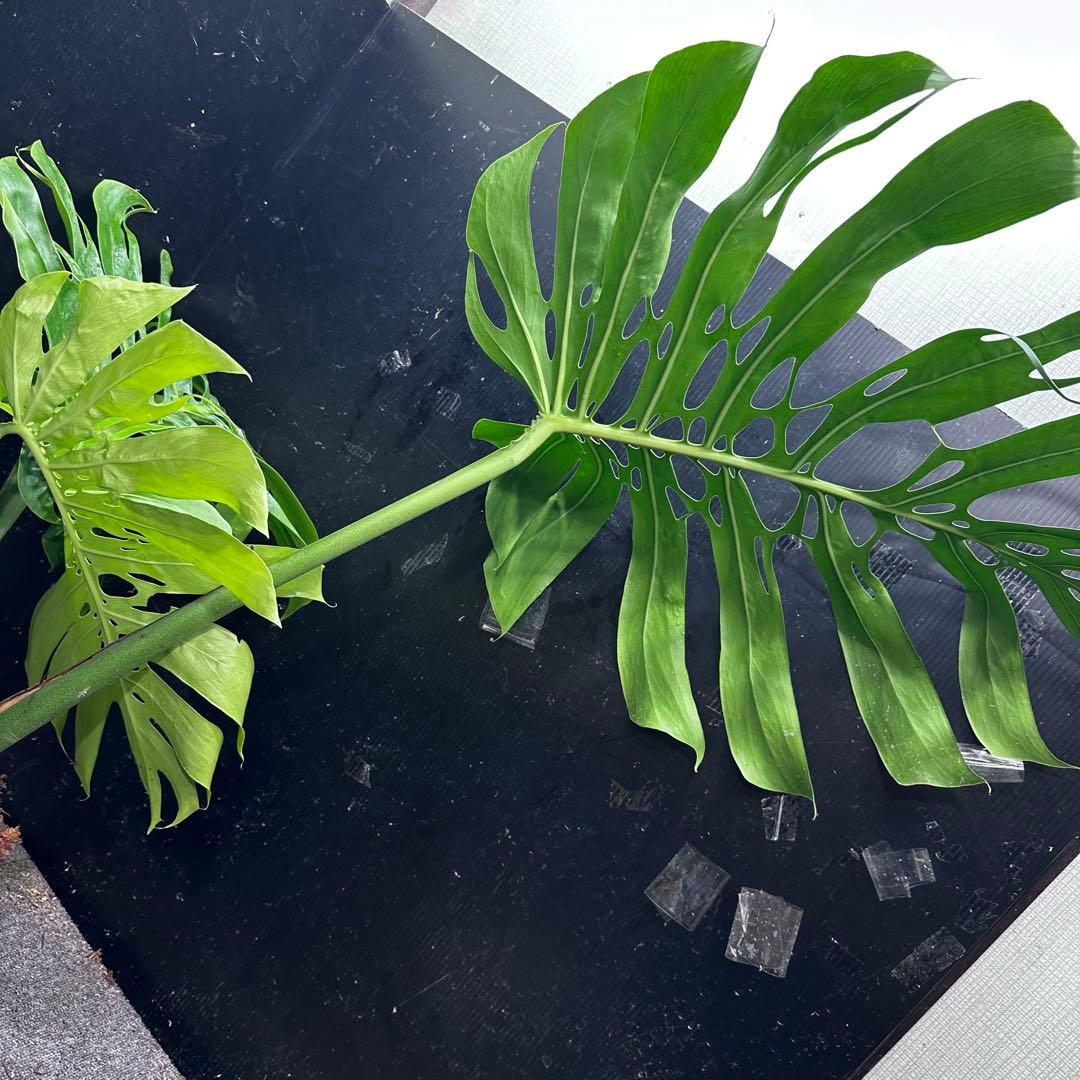 モンステラデリシオーサマクロコズム大型葉希少系統鉢植え高さ70㎝超大株