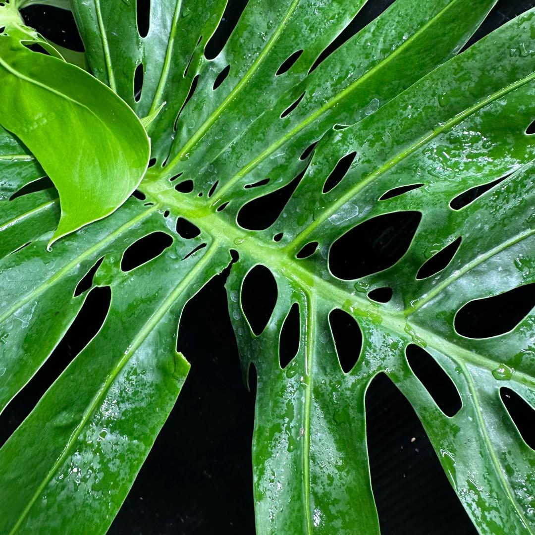 モンステラデリシオーサマクロコズム大型葉希少系統鉢植え高さ70㎝超大株