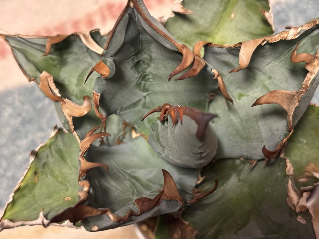 実生 チタノタ 検索)オアハカ スナグル オテロイ アガベ fo-076 ホリダ