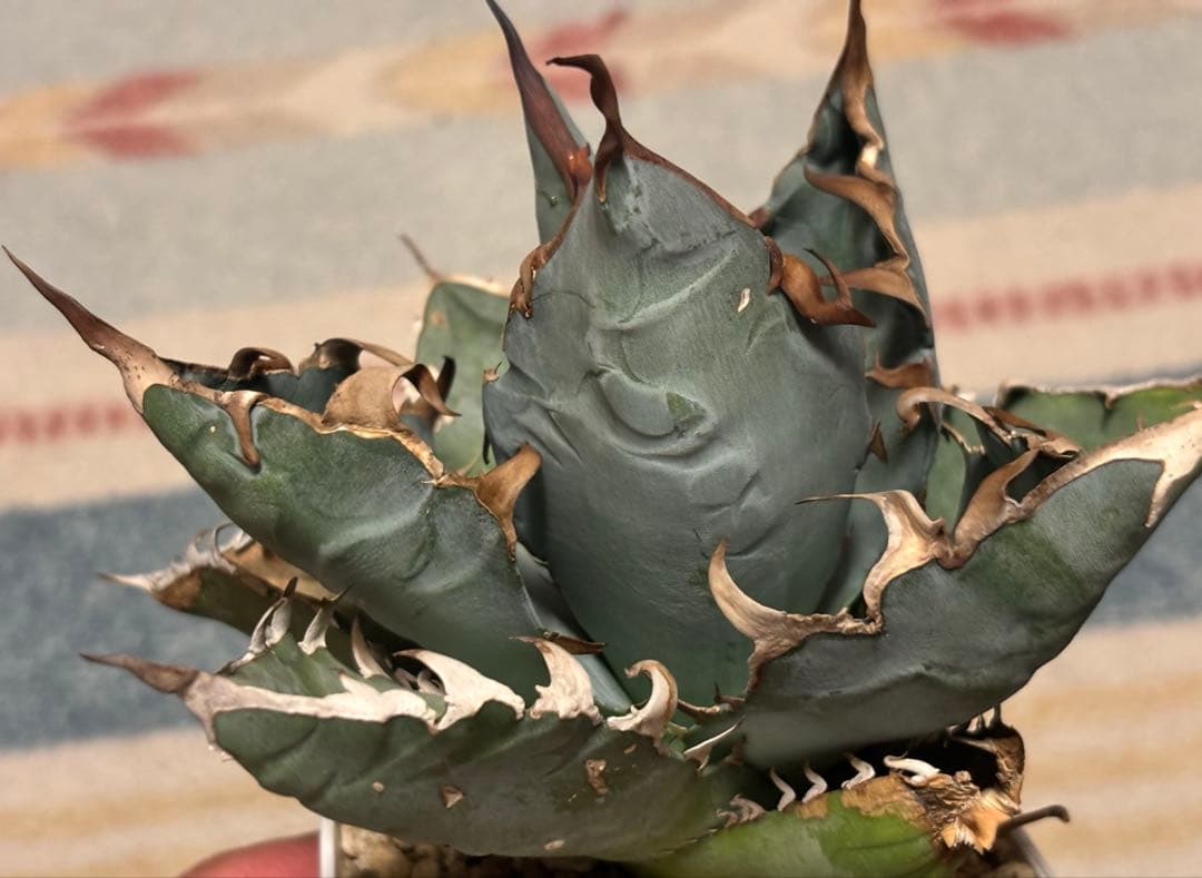 実生 チタノタ 検索)オアハカ スナグル オテロイ アガベ fo-076 ホリダ