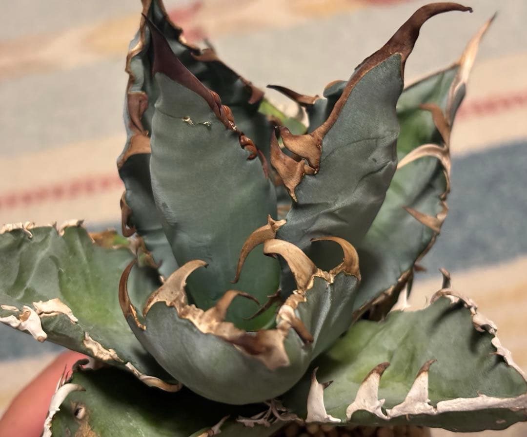 実生 チタノタ 検索)オアハカ スナグル オテロイ アガベ fo-076 ホリダ