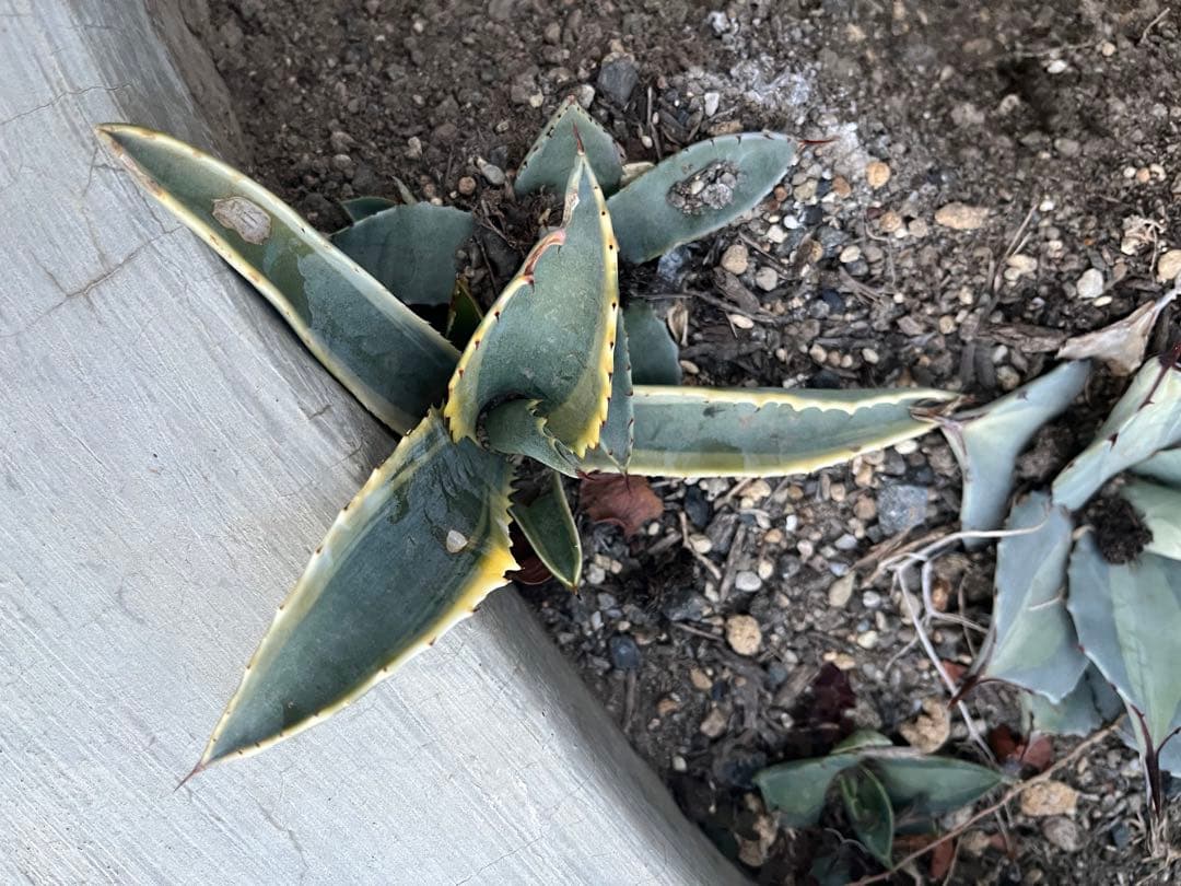 アガベ　リップルエフェクト　子株