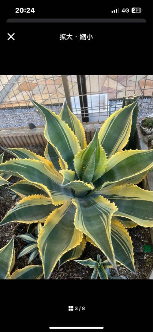 アガベ　リップルエフェクト　子株