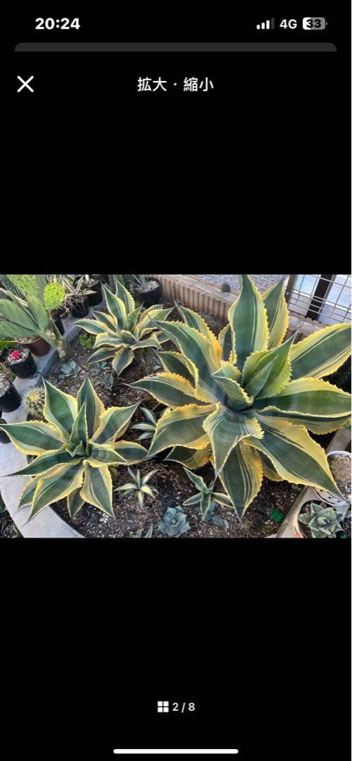 アガベ　リップルエフェクト　子株