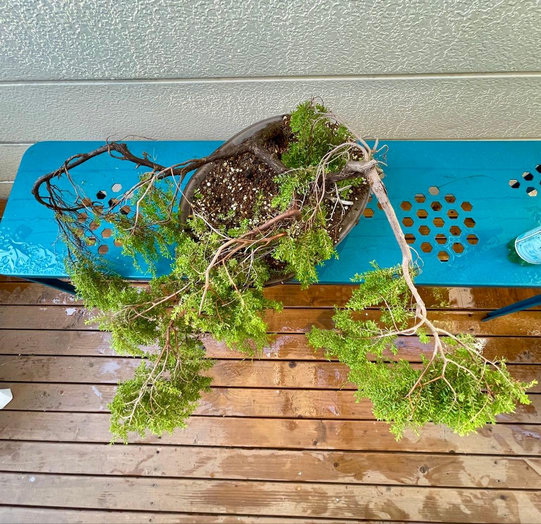 オージープランツ　希少品種　レプトスペルマム　バーチカルドロップ　特大