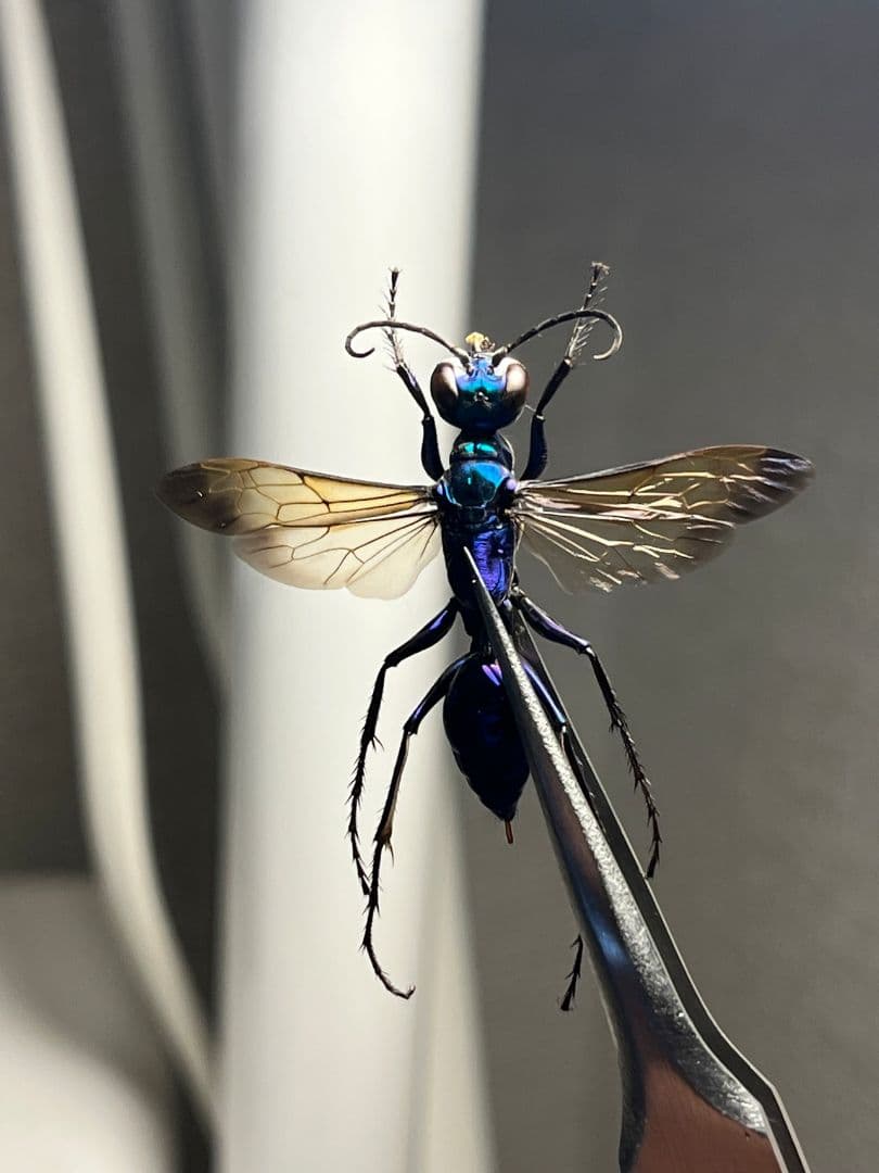 【標本】エメラルドゴキブリバチに酷似の寄生蜂 ジュエルワスプ 昆虫標本