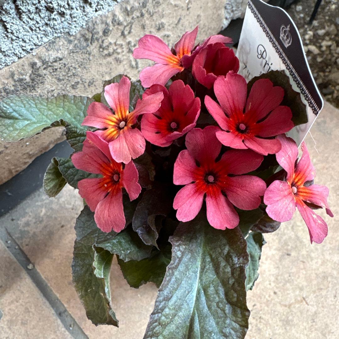 プリムラ・スモーキー