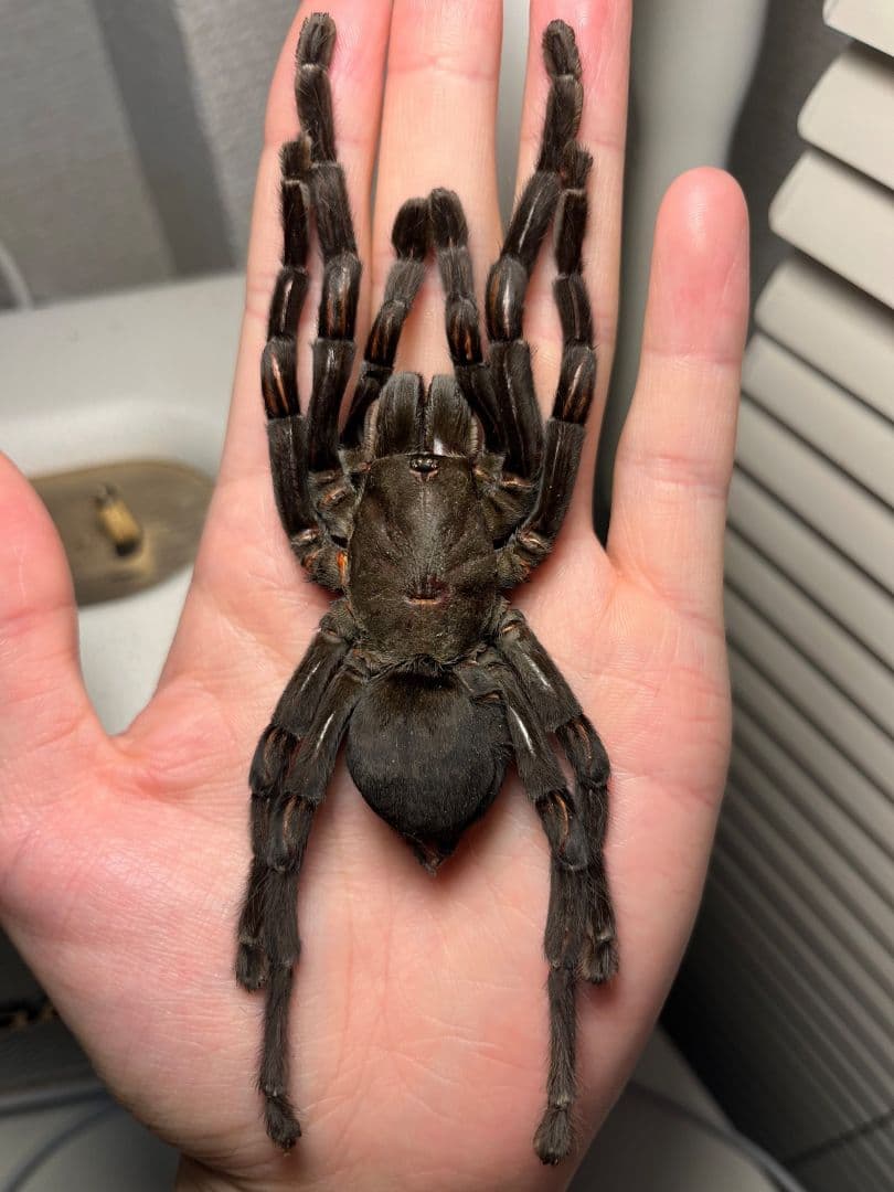 【色残抜群】タイランドビッグブラックアースタイガータランチュラ標本LS15cm程