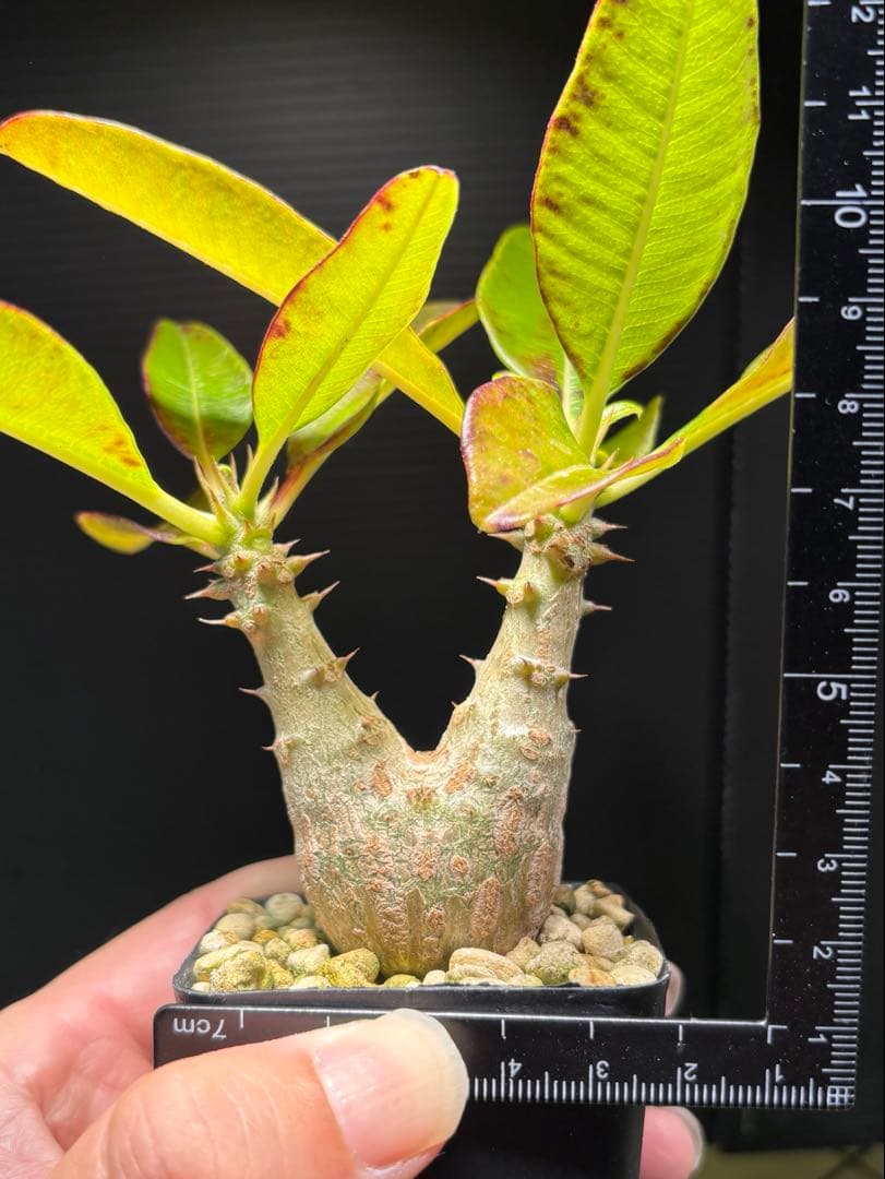 アラジン❗️ 003極上良型‼️ パキポディウム ウィンゾリー　国内実生株