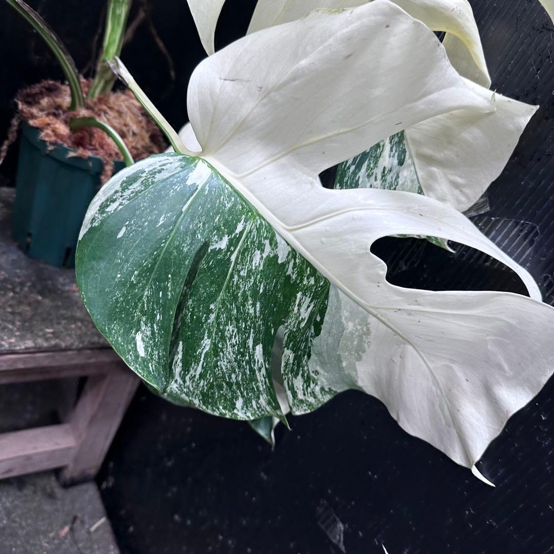 ば*ん様 斑入りモンステラ ホワイトタイガー極美大株64cm白斑多