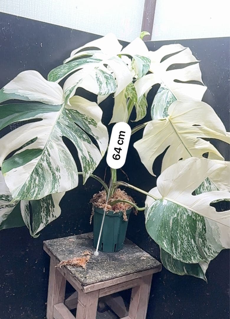 ば*ん様 斑入りモンステラ ホワイトタイガー極美大株64cm白斑多