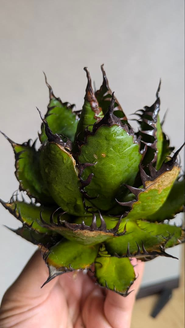 【超選抜】アガベ　ホリダ　短葉　強棘　陽炎①　検チタノタ　オテロイ　実生　現地球