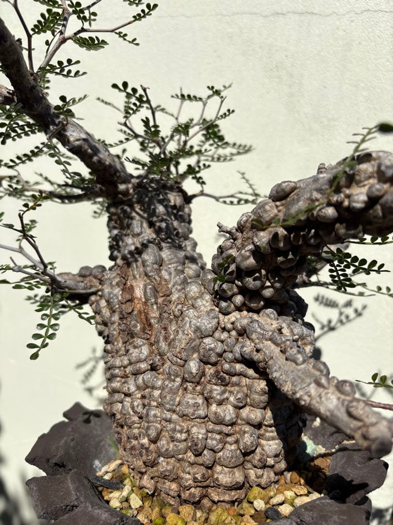 ボコ肌！オペルクリカリア パキプス 現地株 pachypus