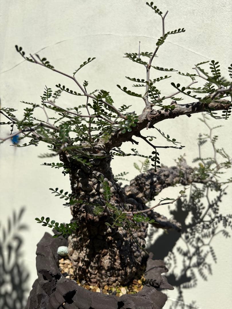 ボコ肌！オペルクリカリア パキプス 現地株 pachypus