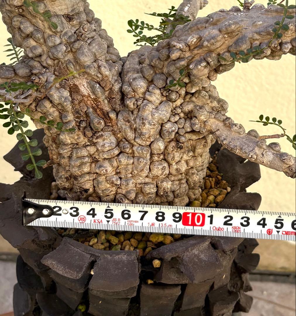 ボコ肌！オペルクリカリア パキプス 現地株 pachypus