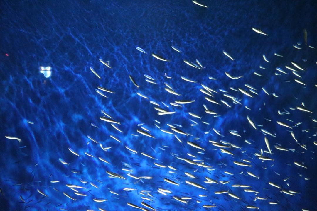 Canon Kiss X7 18-55mm　レンズセット　初心者におすすめ