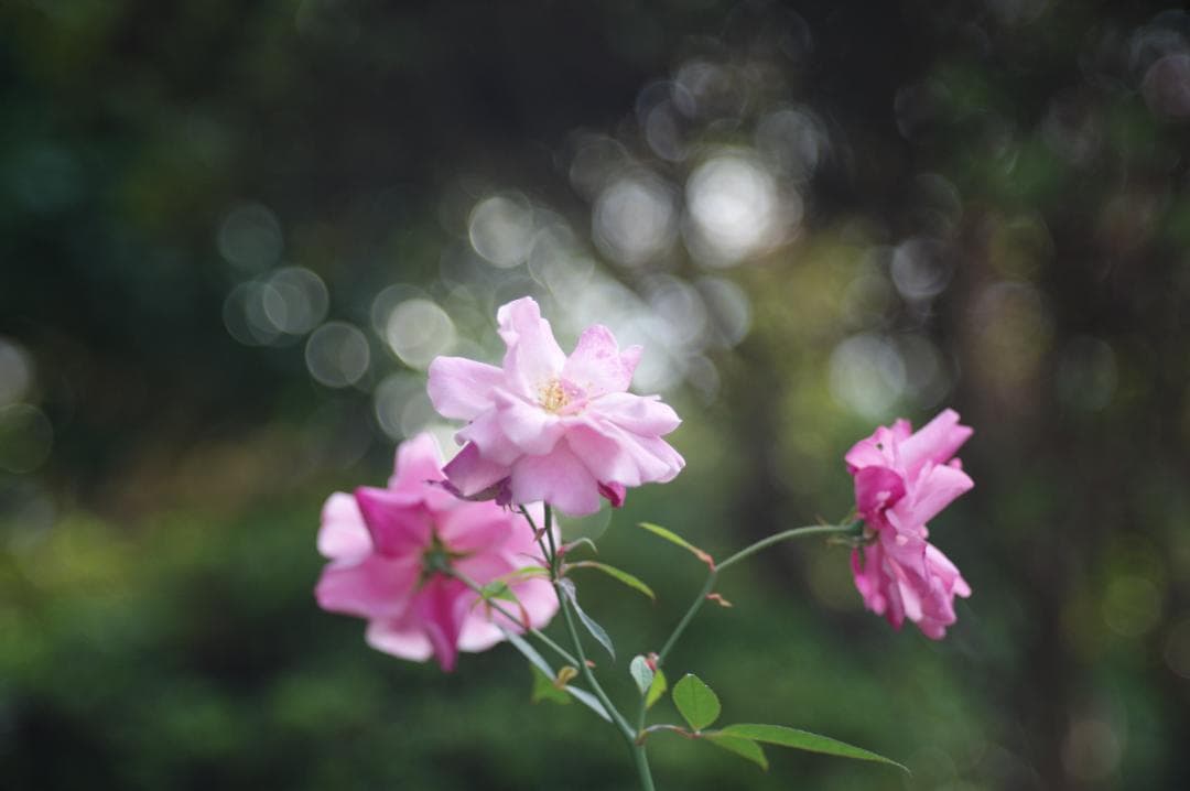 Leica (ライカ) エルマー L90mm F4 クローム前期