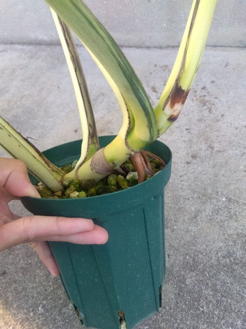 モンステラ　ボルシギアナ　ミント　５号鉢つき　超激斑❗幹まで真っ白❗