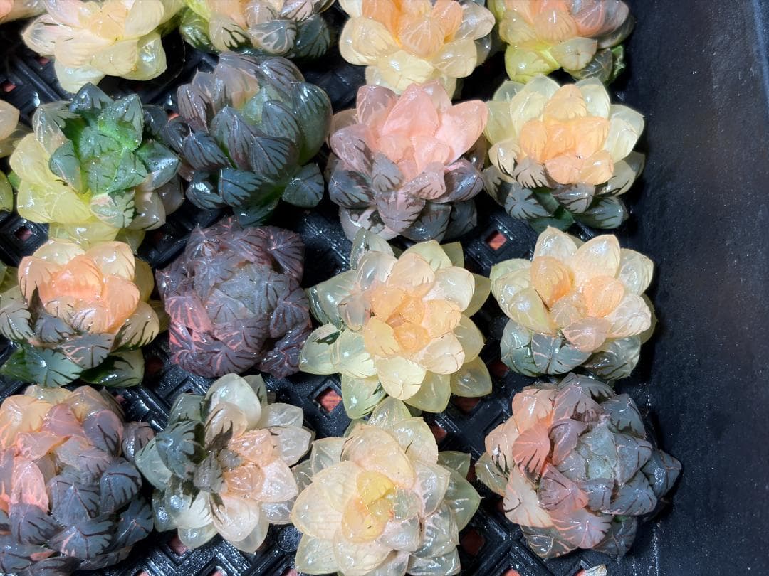 65 多肉植物 ハオルチア　オブツーサ錦 水中月錦 超美品 25株セット