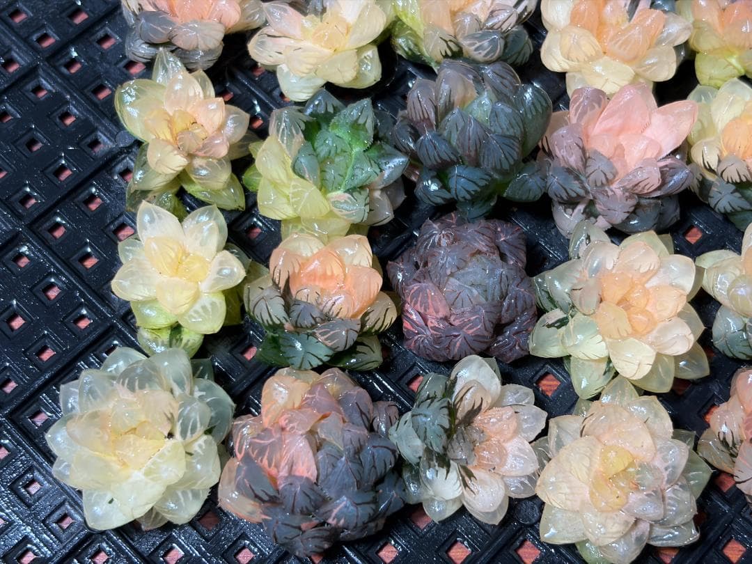 65 多肉植物 ハオルチア　オブツーサ錦 水中月錦 超美品 25株セット