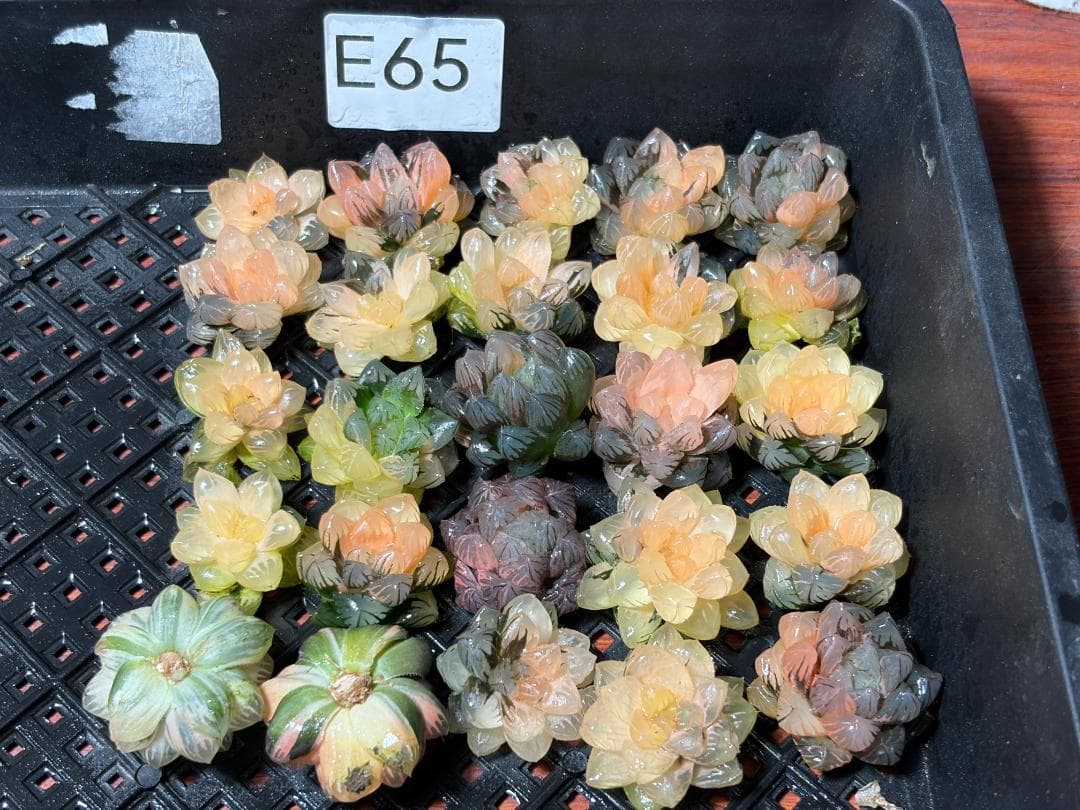 65 多肉植物 ハオルチア　オブツーサ錦 水中月錦 超美品 25株セット