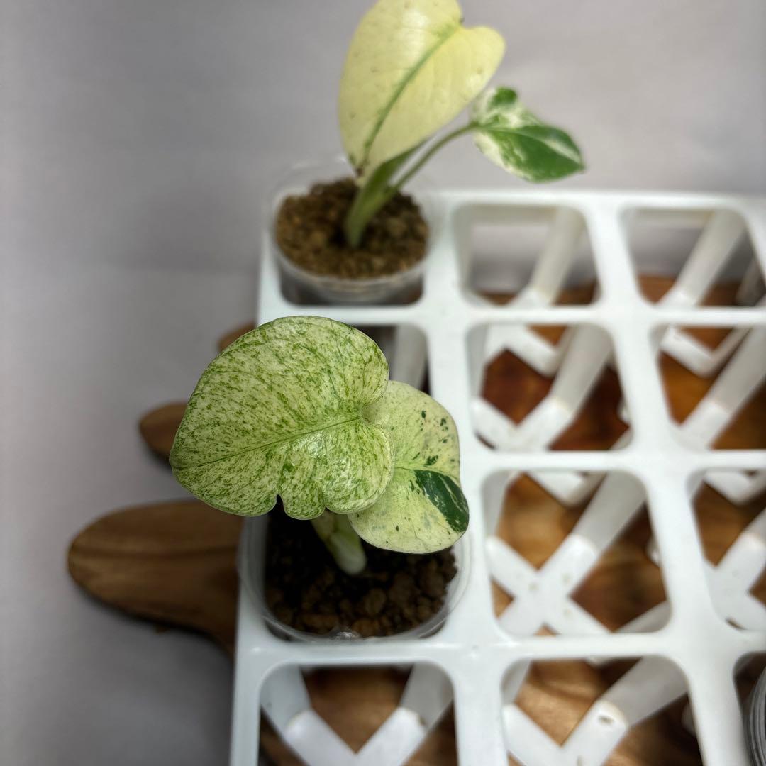 モ*～様 5株セットms16 【特別選抜】ホワイトモンスター／天津蘭 モンステラ