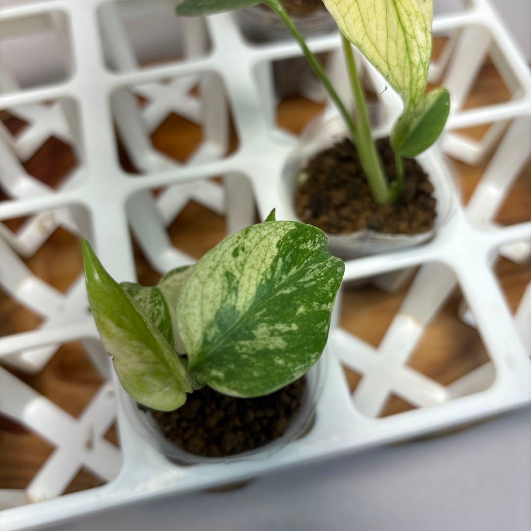 モ*～様 5株セットms16 【特別選抜】ホワイトモンスター／天津蘭 モンステラ