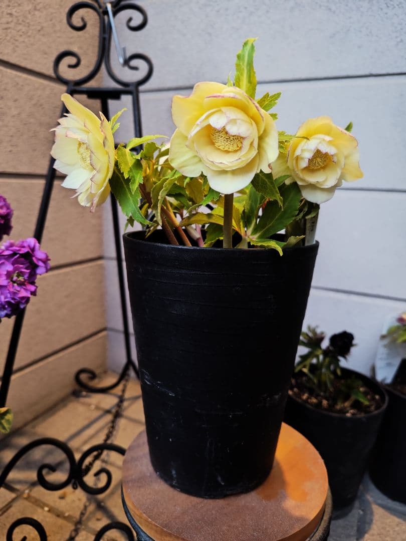 クリスマスローズ　ダブルオーレア系　広瀬園芸