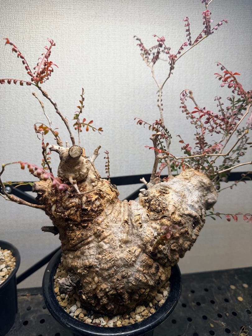 オペルクリカリア パキプス　現地株　現地球