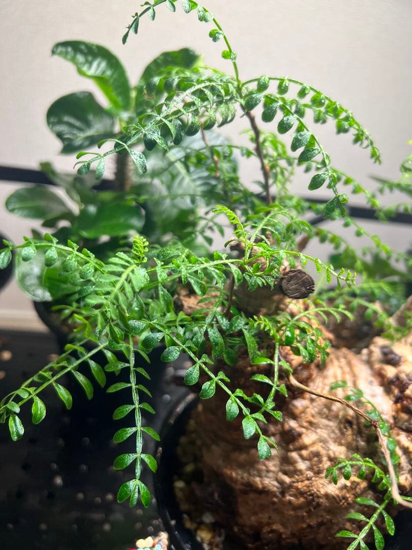 オペルクリカリア パキプス　現地株　現地球