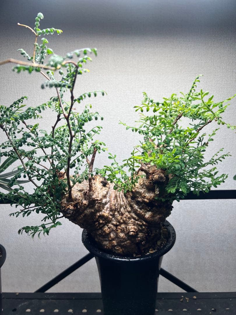 オペルクリカリア パキプス　現地株　現地球