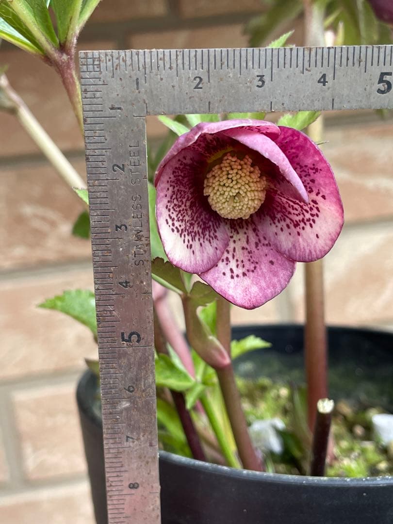 【広瀬園芸】　絞りピンクスポットdd クリスマスローズ　苗