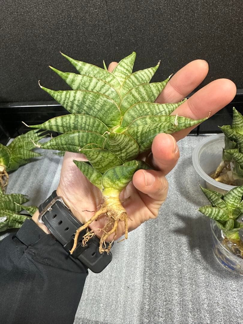 shooting-star様　注文品