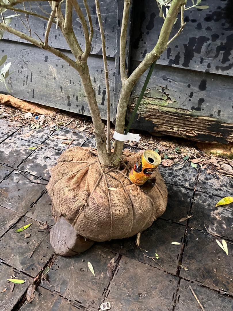 3 オリーブの木　ミッション