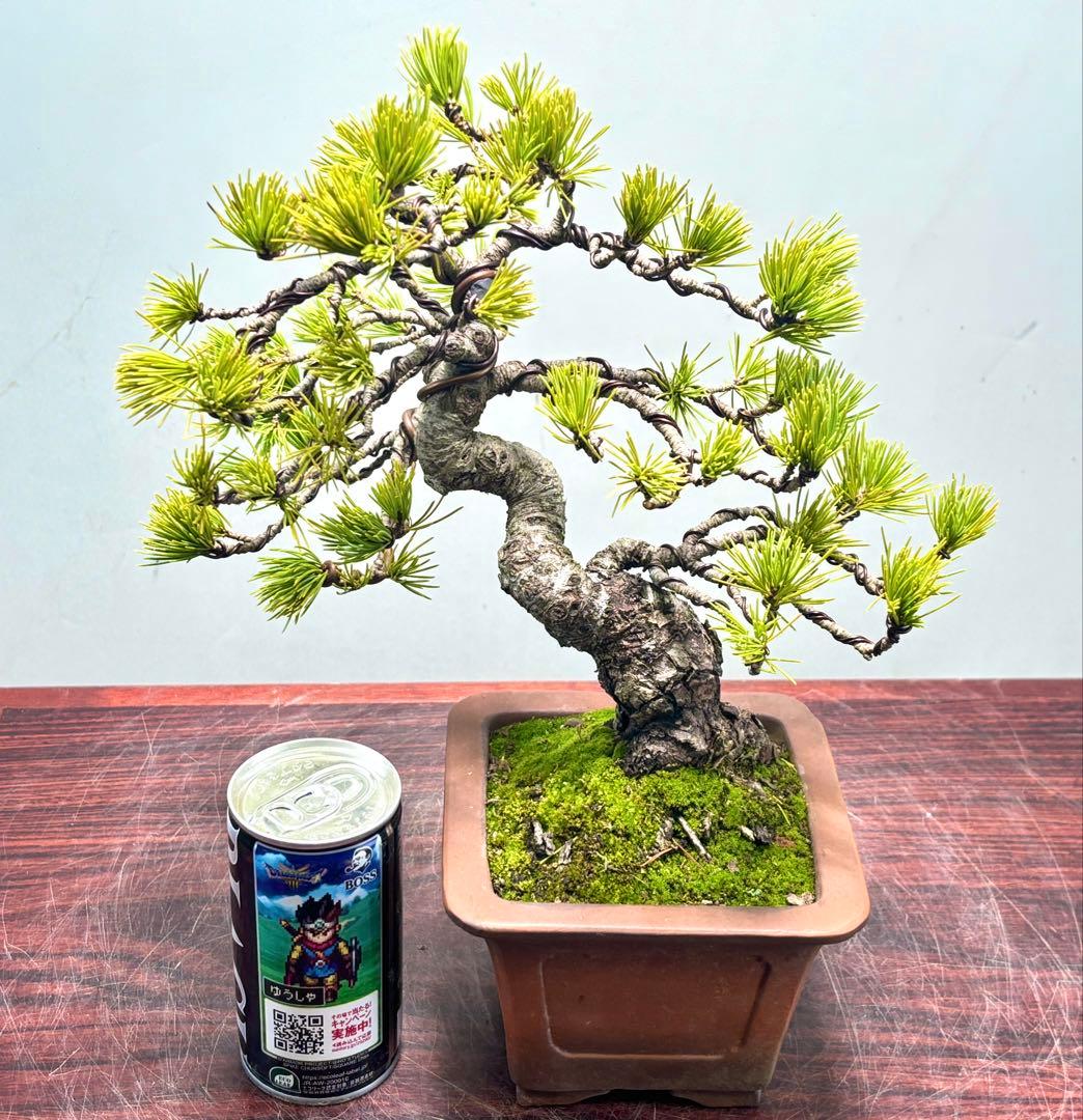 O*✡様 【サービスオークション】五葉松盆栽☆