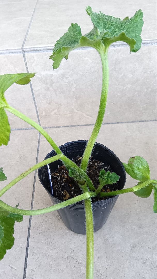 ゴン　ラナンキュラスラックス　3種セット