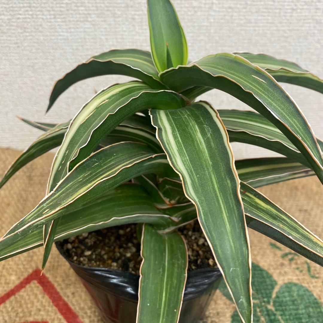 サンスベリア　Lav23251 斑入 Sansevieria Lav23251