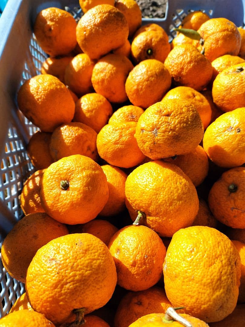 採りたて！！霜降り実生本柚子　１０㌔