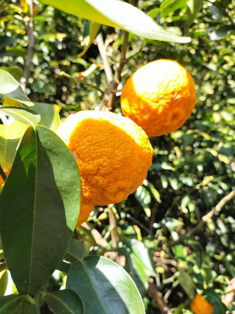 採りたて！！霜降り実生本柚子　１０㌔