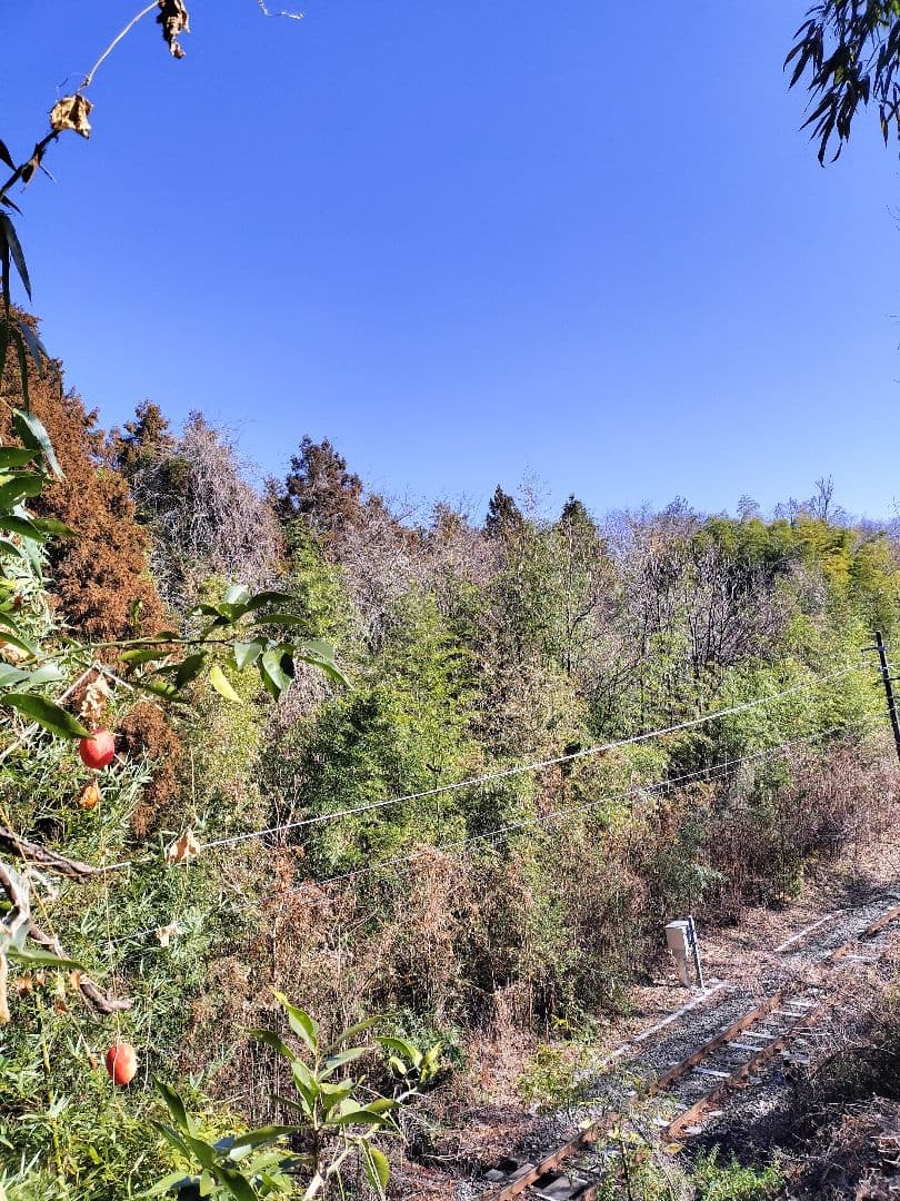 採りたて！！霜降り実生本柚子　１０㌔
