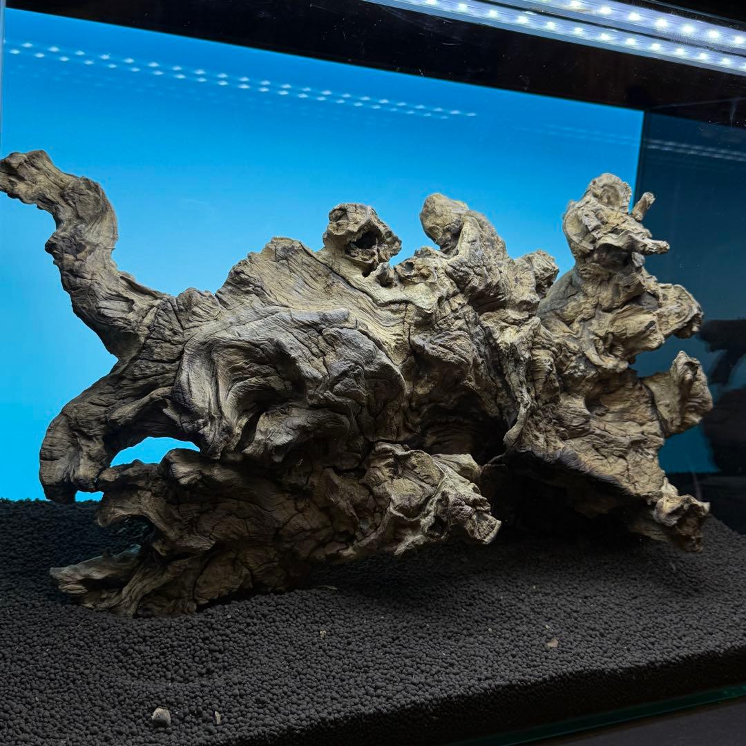 MJW-6768 ジンジャーウッド　1点物　天然流木　アクアリウム