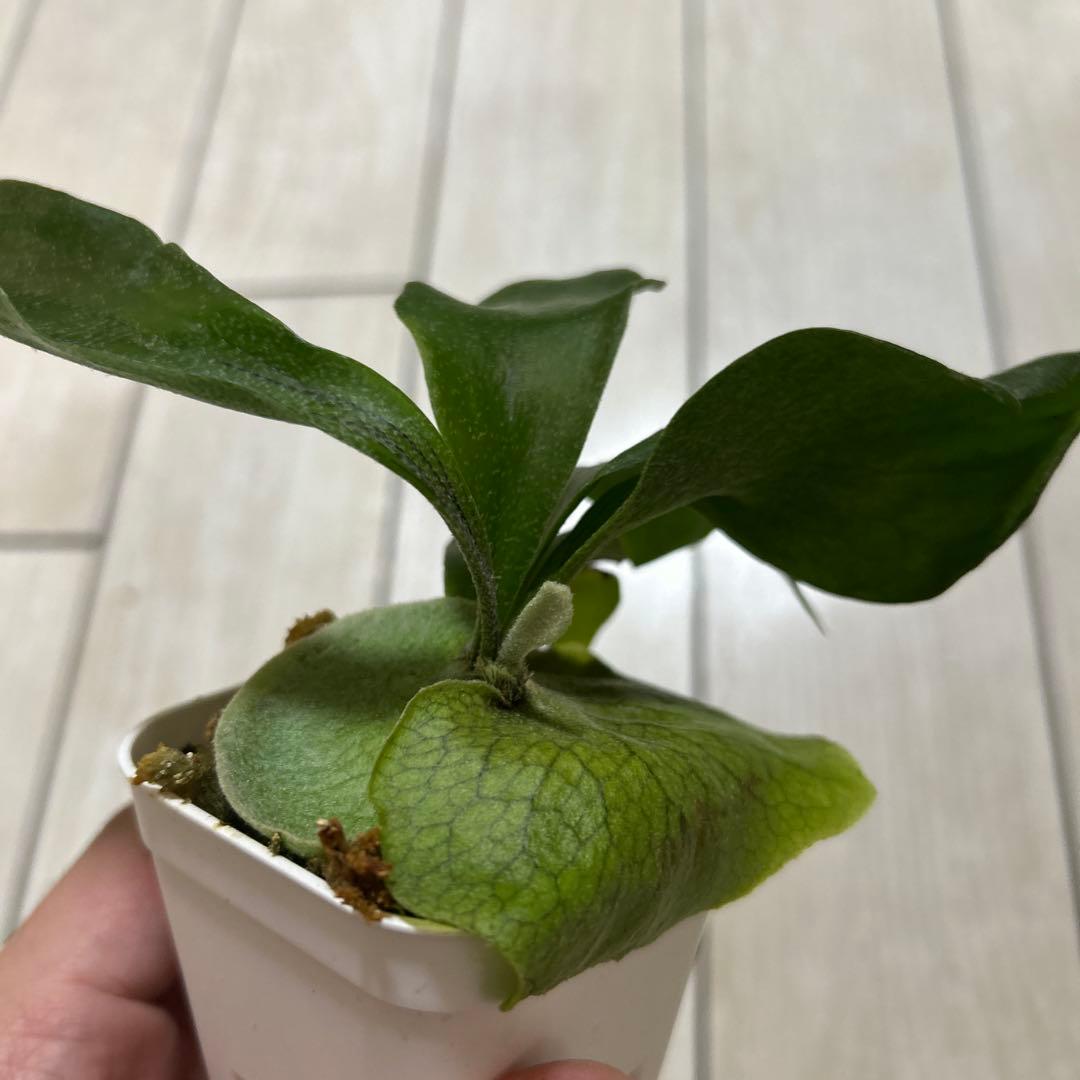 HAS.AR spore ビカクシダ　①