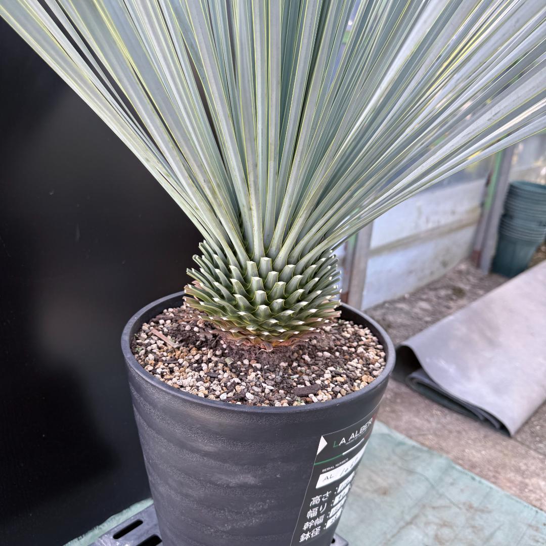 【AL1067】ユッカ　ロストラータ　ランチョブルー　数量限定販売