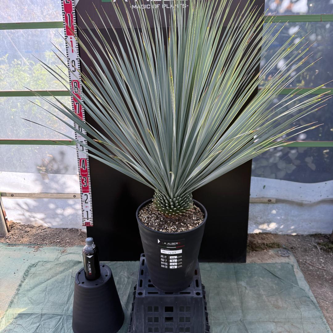 【AL1067】ユッカ　ロストラータ　ランチョブルー　数量限定販売